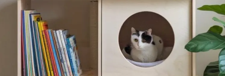 Fo alusiva a la calidad, todos nuestros muebles están fabricados en madera de alta calidad, garantizando seguridad, resistencia y armonía visual. Convierte tu espacio en un paraíso felino con soluciones hechas a medida.