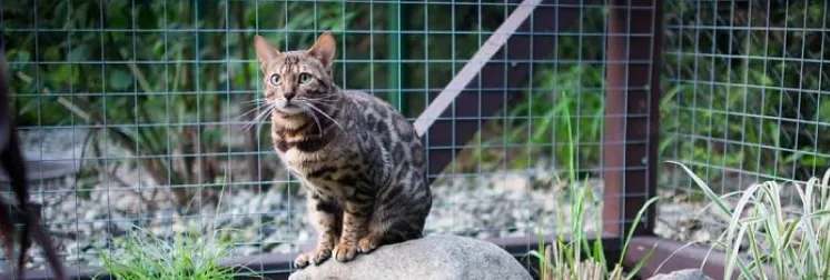 Foto de un Catios personalizados para gatos: transforma tu patio o jardín en un espacio seguro y divertido. Diseño a medida en madera resistente y estética.