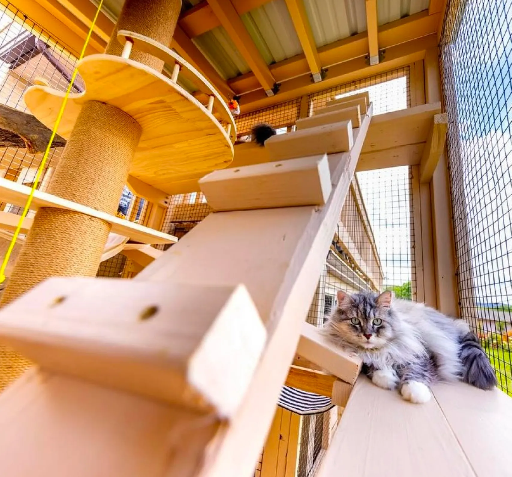 catios-gatios-personalizados Foto de un Catios personalizados para gatos: transforma tu patio o jardín en un espacio seguro y divertido. Diseño a medida en madera resistente y estética.